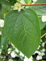 Philadelphus coronarius