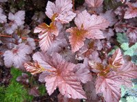 Physocarpus opulifolius Diabolo