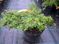 Potentilla fruticosa Tilford Cream