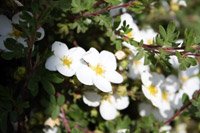 Potentilla fruticosa Abbotswood