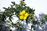 Potentilla fruticosa Goldteppich