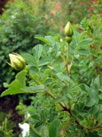 Rosa pimpinellifolia