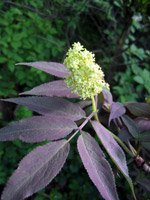 Sambucus racemosa