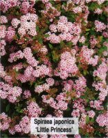 Spiraea japonica Little Princess