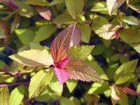 Spiraea japonica Gold Flame