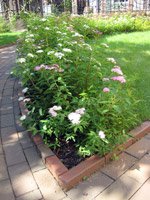 Spiraea japonica Shirobana