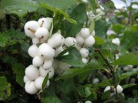 Symphoricarpos albus