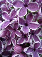 Syringa vulgaris Sensation