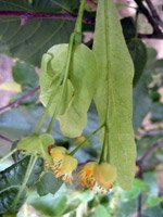 Tilia cordata