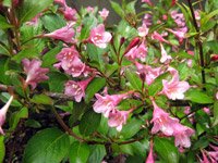 Weigela hybrida Styriaca