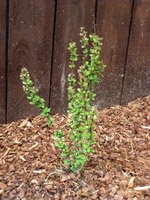 Berberis thunbergii Erecta