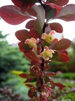 Berberis thunbergii Atropurpurea