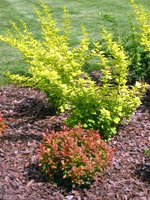 Berberis thunbergii Aurea