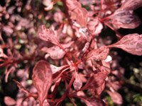 Berberis thunbergii Rose Glow