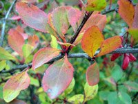 Berberis vulgaris