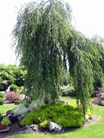 Betula pendula Youngii