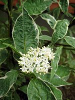 Cornus alba Argenteomarginata