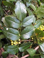 Mahonia aquifolium