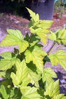 Physocarpus opulifolius Luteus