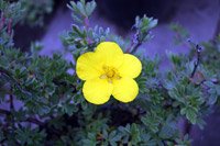 Potentilla fruticosa Goldteppich