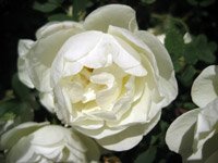 Rosa pimpinellifolia