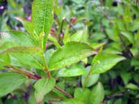 Weigela hybrida Styriaca