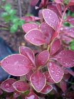 Berberis thunbergii Golden Ring