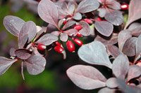 Berberis thunbergii Atropurpurea