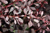 Berberis thunbergii Rose Glow