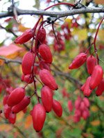 Berberis vulgaris