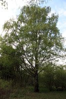 Betula pendula