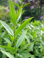 Ligustrum vulgare