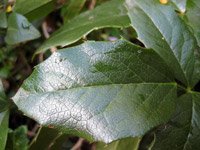 Mahonia aquifolium