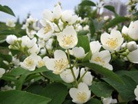 Philadelphus coronarius