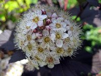 Physocarpus opulifolius Diabolo