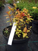 Spiraea japonica Gold Flame