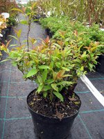 Spiraea japonica Shirobana