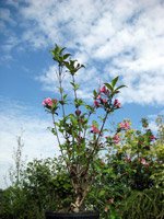 Weigela hybrida Styriaca