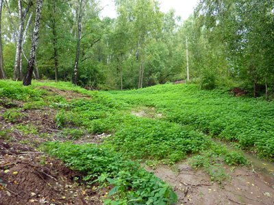 Выезд ландшафтного дизайнера на участок