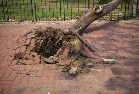 Дерево упало