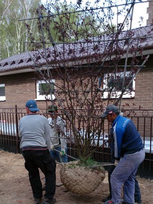 Посадка декоративных деревьев Посадка декоративных деревьев