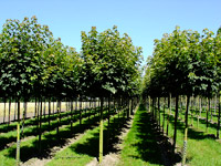 Стоимость посадки лиственных деревьев