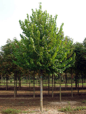 Липа – дерево, поддающееся обрезке и формировке