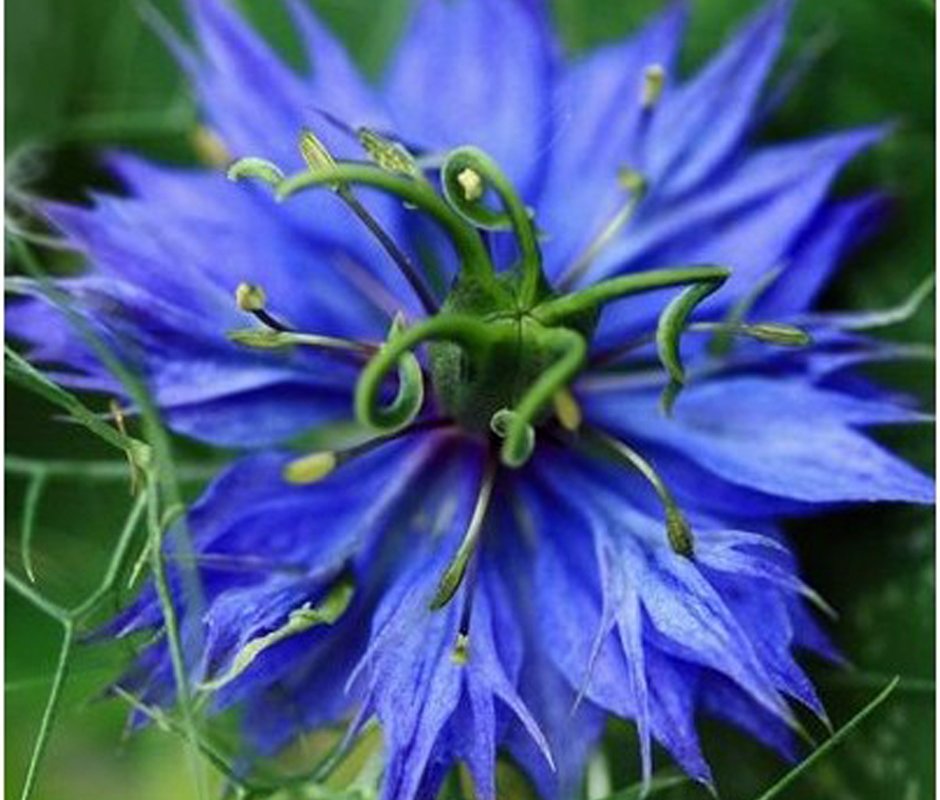 Nigella damasceana