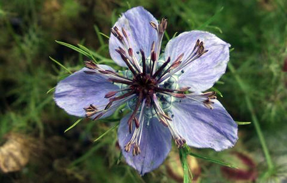 Nigella hispanica