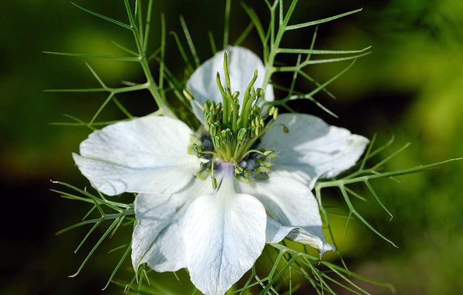 Nigella sativa